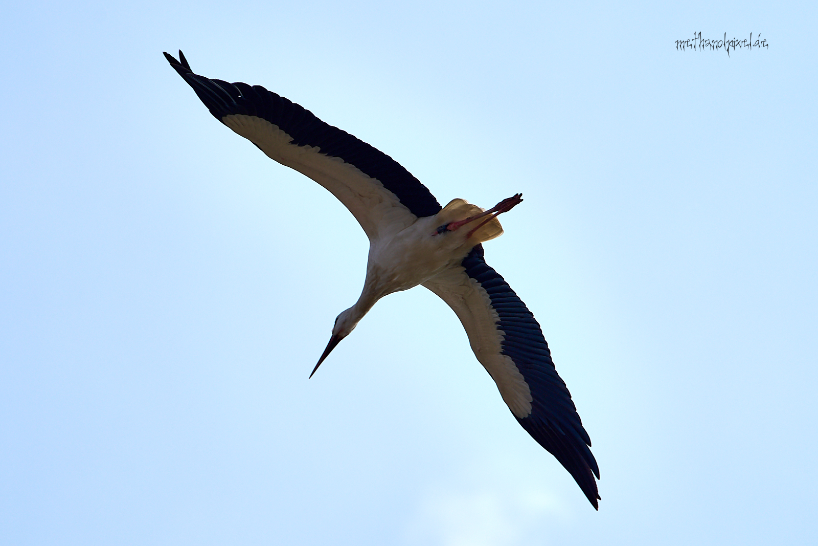 immer Gast wenn es knattert